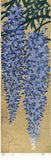 Namiki Hajime 並木一 -  Wisteria-1　(ED300) -  Free Shipping