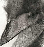 Kotozuka Kichitaro  琴塚吉太朗 - Emu  エミュー - High-Fidelity Fine Art Reproduction  - Free Shipping　