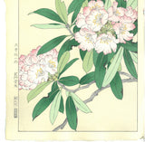 Osuga Yuichi - Shakunage  (Rhododendron) - Free Shipping