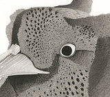 Kotozuka Kichitaro  琴塚吉太朗 - Japanese Green Pheasant  ニホンキジ - High-Fidelity Fine Art Reproduction  - Free Shipping　