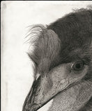 Kotozuka Kichitaro  琴塚吉太朗 - Emu  エミュー - High-Fidelity Fine Art Reproduction  - Free Shipping　