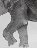 Kotozuka Kichitaro  琴塚吉太朗 - Asian elephant　アジアゾウ-Limited to 100 pieces - High-Fidelity Fine Art Reproduction  - Free Shipping　