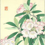 Osuga Yuichi - Shakunage  (Rhododendron) - Free Shipping