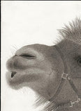 Kotozuka Kichitaro  琴塚吉太朗 - Two-breasted camel  フタコブラクダ  - High-Fidelity Fine Art Reproduction  - Free Shipping　