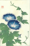 Kawarazaki Shodo - F60 Asagao (Morning glory) - Free Shipping