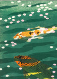 Kasamatsu Shiro - SK40 Koi (Carp) - Free Shipping