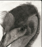 Kotozuka Kichitaro  琴塚吉太朗 - Emu  エミュー - High-Fidelity Fine Art Reproduction  - Free Shipping　