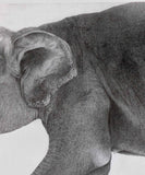 Kotozuka Kichitaro  琴塚吉太朗 - Asian elephant　アジアゾウ-Limited to 100 pieces - High-Fidelity Fine Art Reproduction  - Free Shipping　