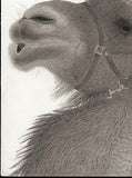 Kotozuka Kichitaro  琴塚吉太朗 - Two-breasted camel  フタコブラクダ  - High-Fidelity Fine Art Reproduction  - Free Shipping　