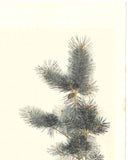Maruyama Okyo - Wakamatsu ni Kamezu (Turtle and Young Pine Trees) 若松に亀図 - Free Shipping