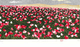 Namiki Hajime 並木一 -   Hill－２ Poppy 　(ED200) -  Free Shipping