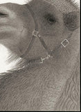 Kotozuka Kichitaro  琴塚吉太朗 - Two-breasted camel  フタコブラクダ  - High-Fidelity Fine Art Reproduction  - Free Shipping　
