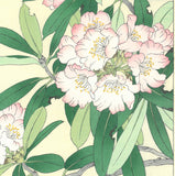 Osuga Yuichi - Shakunage  (Rhododendron) - Free Shipping