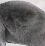 Kotozuka Kichitaro  琴塚吉太朗 - Asian elephant　アジアゾウ-Limited to 100 pieces - High-Fidelity Fine Art Reproduction  - Free Shipping　