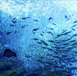Asayama Misato - Aquarium   水族館   75 x 75 cm Furoshiki (Japanese Wrapping Cloth)