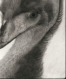 Kotozuka Kichitaro  琴塚吉太朗 - Emu  エミュー - High-Fidelity Fine Art Reproduction  - Free Shipping　