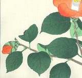 Kawarazaki Shodo - F50 Tsubaki (Japanese Camellia)  - Free Shipping