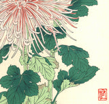 Osuga Yuichi - F180 Kiku (Chrysanthemum) - Free Shipping