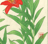 Kawarazaki Shodo - F69 Hime Yuri (Red Star Lily)  - Free Shipping