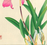 Kawarazaki Shodo - F104 Cymbidium - Free Shipping