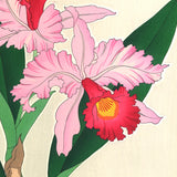 Kawarazaki Shodo - F99 Orchid - Free Shipping