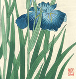 Osuga Yuichi - Shoubu (Japanese Iris) - Free Shipping