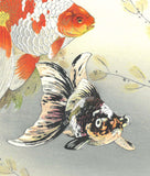 Tsuchiya Rakuzan - Kingyo ni Medaka (Goldfish with Medaka) - Free Shipping　