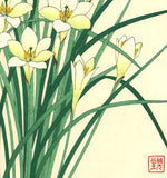 Kawarazaki Shodo - F118 Tamasudare (Zephyranthes candida)  - Free Shipping