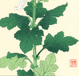 Kawarazaki Shodo - F34 Shiragiku (White Chrysanthemum) - Free Shipping