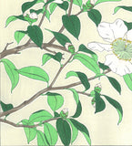Kawarazaki Shodo - F52 Sazanka  (Japanese Camellia)  - Free Shipping