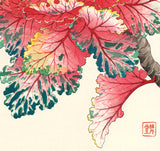 Kawarazaki Shodo - F128 Habotan (Ornamental Cabbage) - Free Shipping