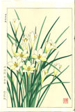 Kawarazaki Shodo - F118 Tamasudare (Zephyranthes candida)  - Free Shipping