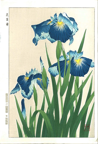 Kawarazaki Shodo - F3 Hanashobu (Japanese Iris) - Free Shipping