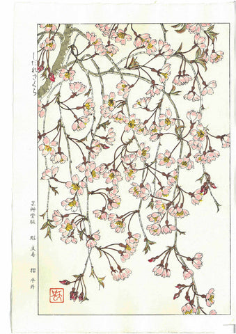 Kuzuhara Teru - F143 Sakura Sakura 　しだれ桜　 (Weeping cherry tree) -  Free Shipping