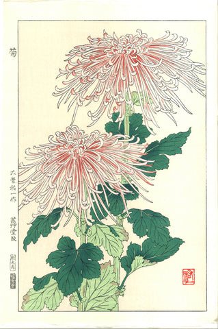 Osuga Yuichi - F180 Kiku (Chrysanthemum) - Free Shipping