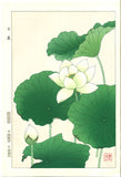 Kawarazaki Shodo - F58 Hakuren (White Lotus)  - Free Shipping