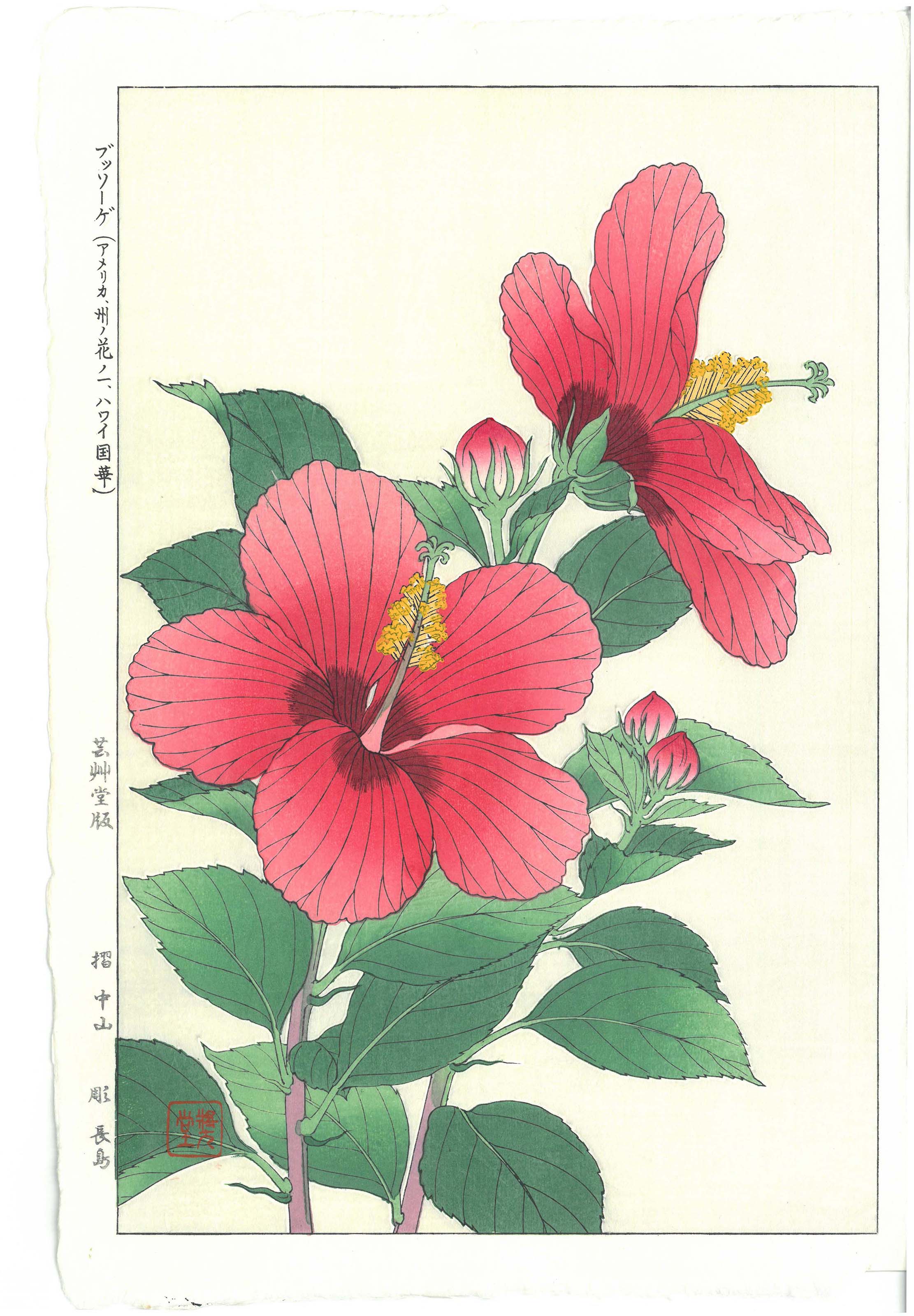 Kawarazaki Shodo - F57 Suiren (Water Lily) - Free Shipping