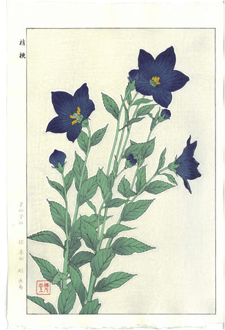 Kawarazaki Shodo - F47 Kikyo (Bell-flower) - Free Shipping