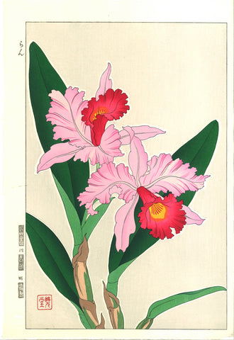 Kawarazaki Shodo - F99 Orchid - Free Shipping