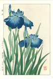 Osuga Yuichi - Shoubu (Japanese Iris) - Free Shipping