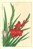 Kawarazaki Shodo - F7 Gladiolous - Free Shipping