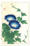 Kawarazaki Shodo - F60 Asagao (Morning glory) - Free Shipping