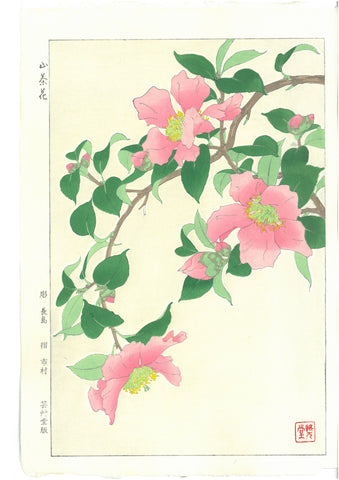 Kawarazaki Shodo - F53 Sazanka (Camellia) - Free Shipping