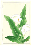 Kawarazaki Shodo - F138 Kaiu (Calla lily ) - Free Shipping