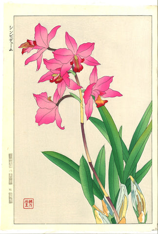 Kawarazaki Shodo - F104 Cymbidium - Free Shipping