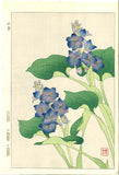 Kawarazaki Shodo - F125 Mizuaoi (Water hyacinth)  - Free Shipping