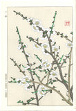 Kawarazaki Shodo - F23 Shira Ume (White Plum) - Free Shipping