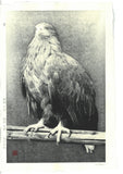 Kitamura  Shoichi - # KS3  Washi  (Eagle)  First Edition 2022 - Free Shipping