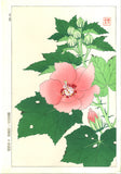 Kawarazaki Shodo - F083 Fuyo (Confederate rose) - Free Shipping