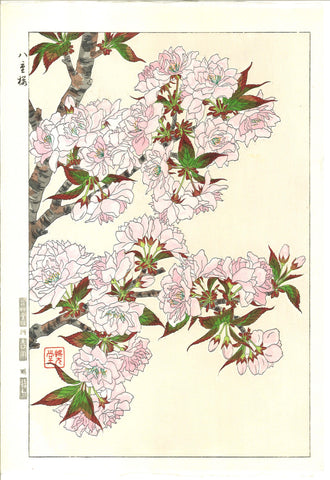 Kawarazaki Shodo - F018 Yae Zakura (Sakura) - (Double Cherry) - Free Shipping